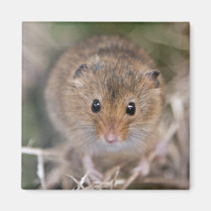 Imán Minnie Magnet