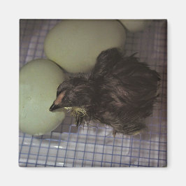 Imán Minutos viejos