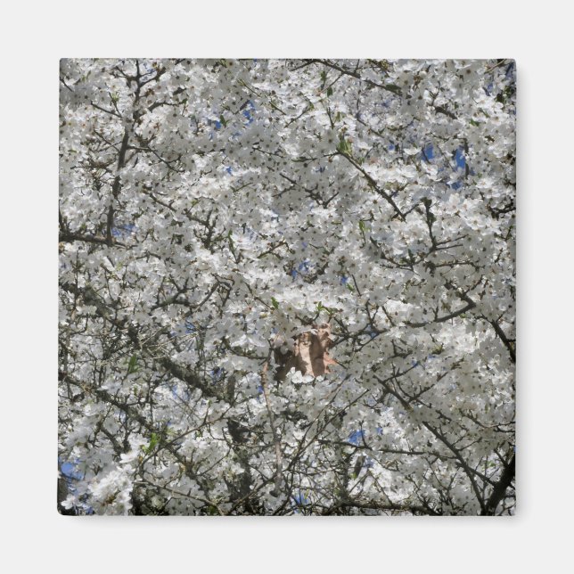 Imán Mirabelle Blossom Fridge Magnet (Frente)