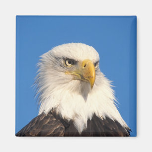 Imán Mirada de águila calva