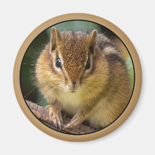 Imán Mirada de Ardilla