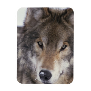 Imán Mirada del lobo