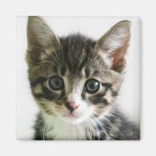 Imán Mirada fija del gatito