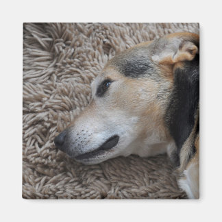 Imán Mirando cada movimiento