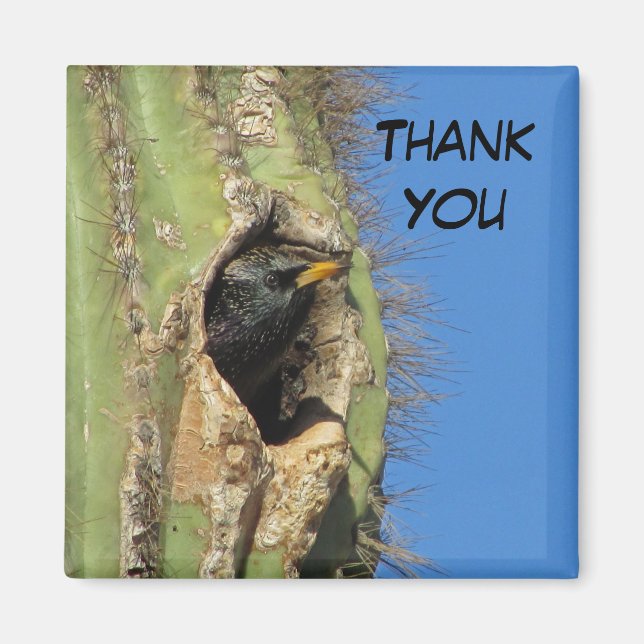 Imán Mirando en Saguaro Cactus. Foto de pájaro suroeste (Frente)