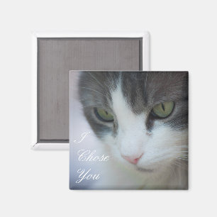 Imán Mirando gatos en blanco y tabby