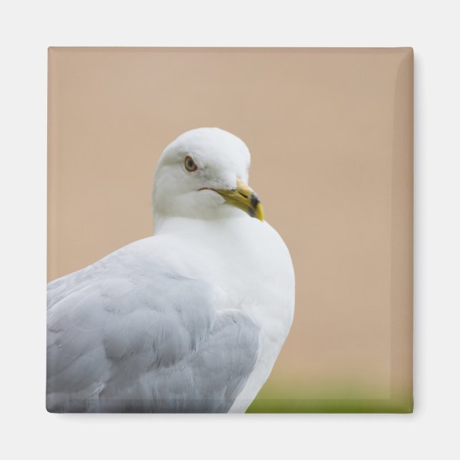 Imán Mirando hacia afuera (Frente)