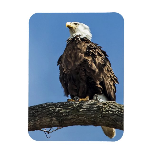 Imán Mirando hacia arriba (Vertical)