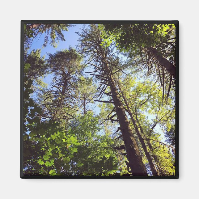 Imán Mirando hacia arriba a los árboles (Frente)