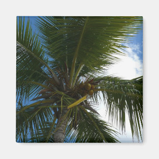 Imán Mirando hacia la naturaleza tropical de las palmer