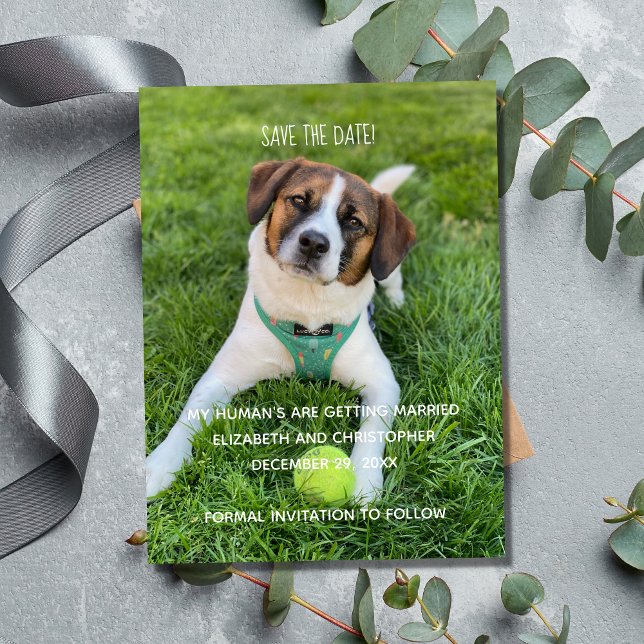Imán Mis Humanos se Van a Casar Foto Salva la Fecha (Wedding Photo Save The Date for Dog Cat Owners.  My Human's are getting married.)