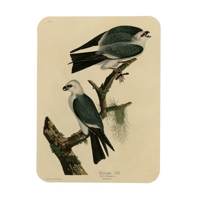 Imán Misisipi cometa de los pájaros de América de Audub (Vertical)