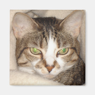 Imán Miss Kitty.2010