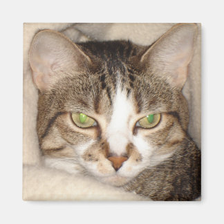 Imán Miss Kitty.2010