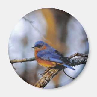 Imán Missouris Bird