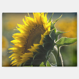 Imán - Misterio del Campo de Girasoles