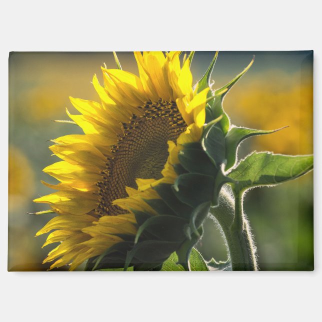 Imán - Misterio del Campo de Girasoles (Anverso)