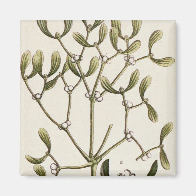 Imán Mistletoe de A Curious Herbal, 1782 (Frente)