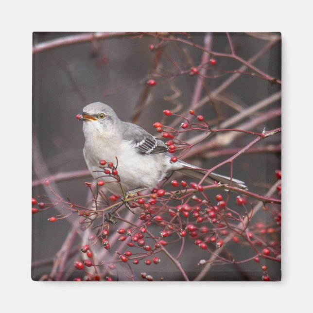 Imán Mockingbird (Frente)