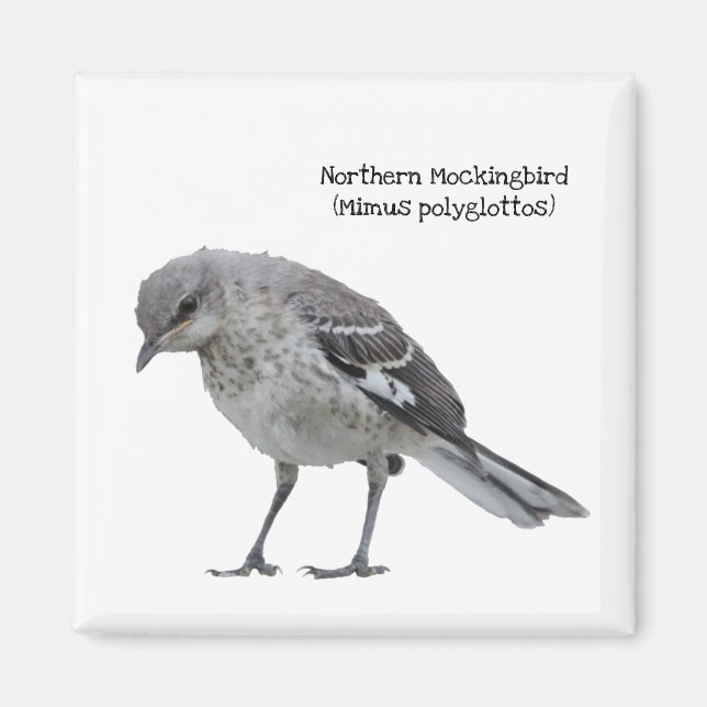 Imán Mockingbird (Frente)