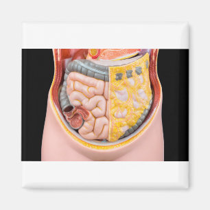 Imán Modelo de abdomen humano con intestinos