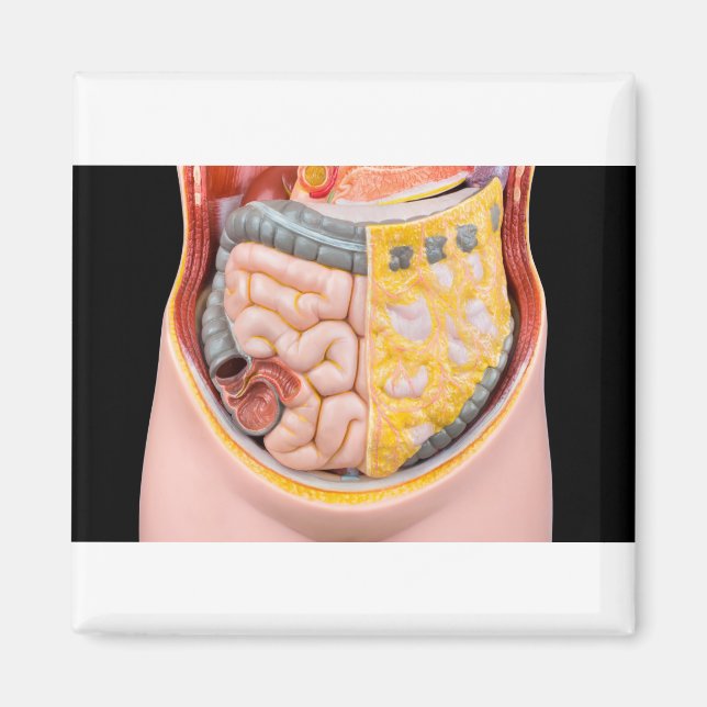 Imán Modelo de abdomen humano con intestinos (Frente)