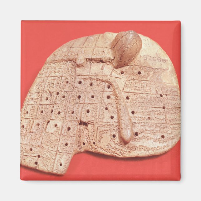 Imán Modelo de hígado de oveja (Frente)