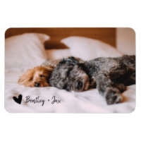 Moderno y simple perro Mascota de fotografía compl