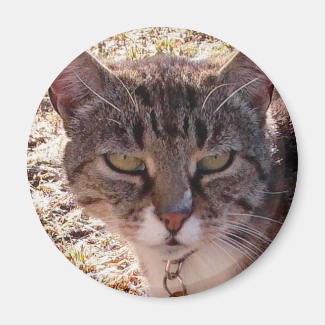 IMÁN MOGGY (Frente)