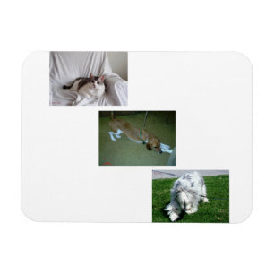 Imán Moira, Riley y el Collage de fotos Tyler