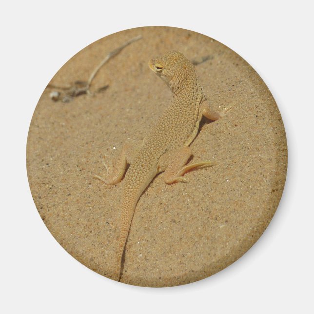 Imán Mojave Lizard (Frente)