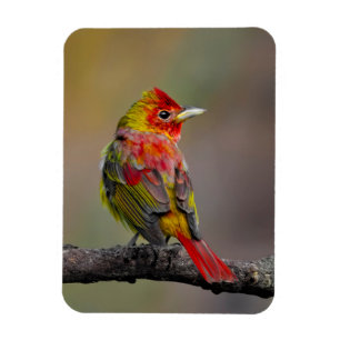Imán Moldura de Tanager de escarlata - Fotografía origi