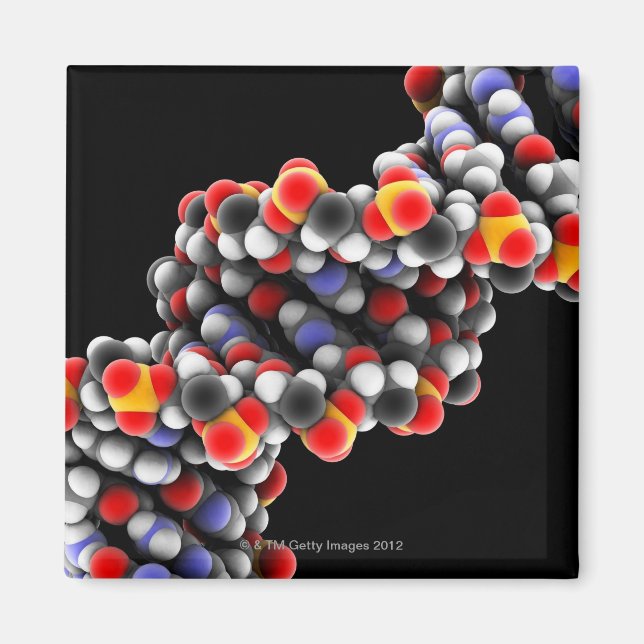 Imán MOLÉCULA de ADN. Modelo molecular de ADN (Frente)