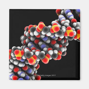 Imán Molécula de la DNA. Modelo molecular de la DNA