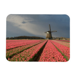 Imán Molino de viento con tulipanes rosados en primaver