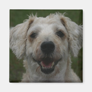 Imán Mollywog the Dog Magnet