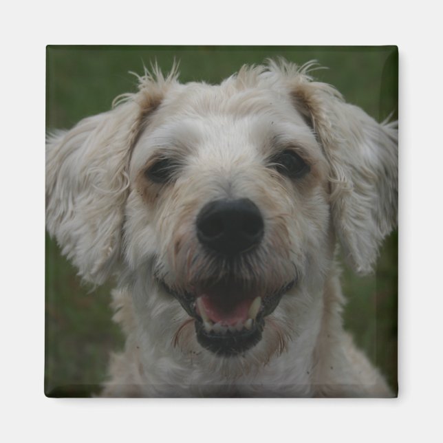 Imán Mollywog the Dog Magnet (Frente)