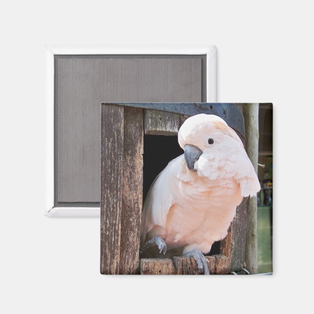 Imán Moluccan Cockatoo (Anverso/Reverso)