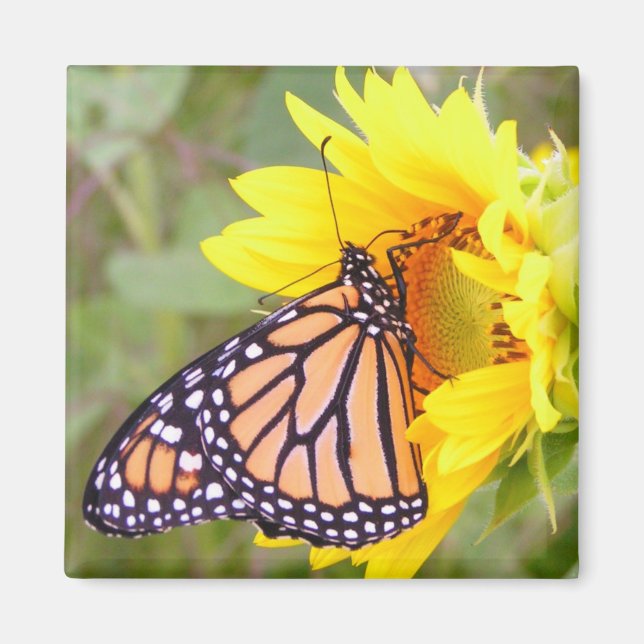 Imán Monarca (Frente)