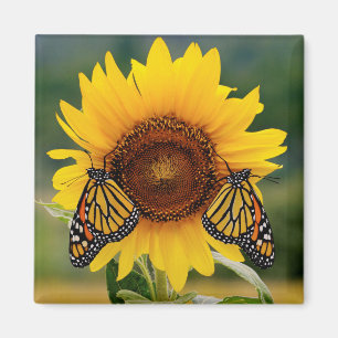 Imán Monarca Butterfies en el girasol