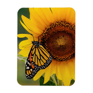 Imán Monarca Butterfies en el girasol