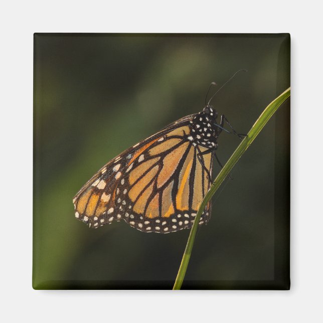 Imán Monarca en la luz de fondo (Frente)