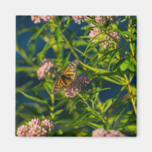 Imán Monarca Y Milkweed