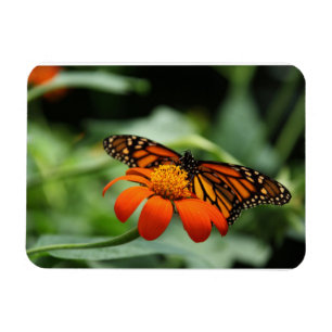 Imán Monarch Butterfly Premium Magnet