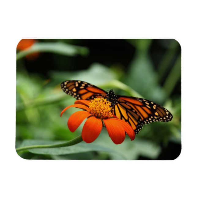 Imán Monarch Butterfly Premium Magnet (Horizontal)