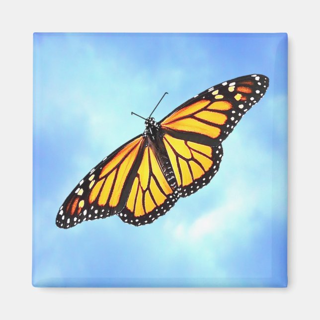 Imán Monarch Butterfly Square Magnet (Frente)