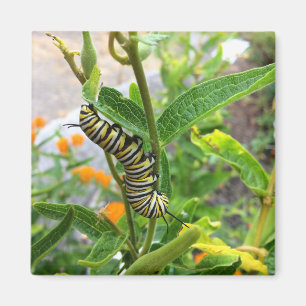 Imán Monarch Caterpillar