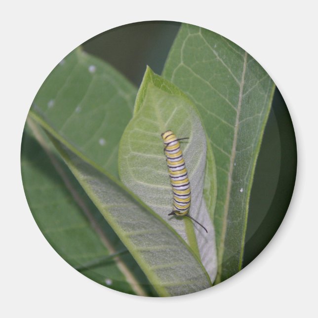 Imán Monarch Caterpillar (Frente)