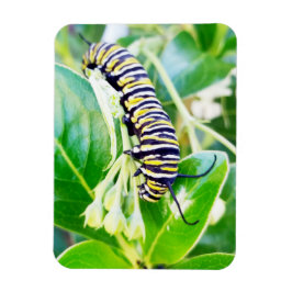 Imán Monarch Caterpillar