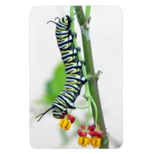 Imán Monarch Caterpillar Flexible Magnífico